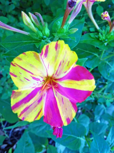 Mirabilis jalapa | Broken Colors | 10 Seeds