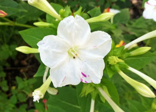 Mirabilis jalapa | Broken Colors | 10 Seeds