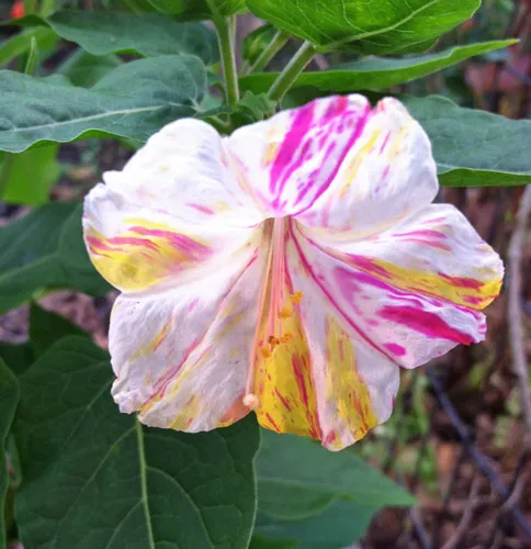 Mirabilis jalapa | Broken Colors | 10 Seeds
