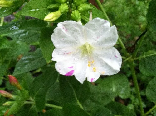 Mirabilis jalapa | Broken Colors | 10 Seeds