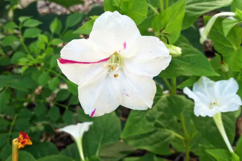 Mirabilis jalapa | Broken Colors | 10 Seeds