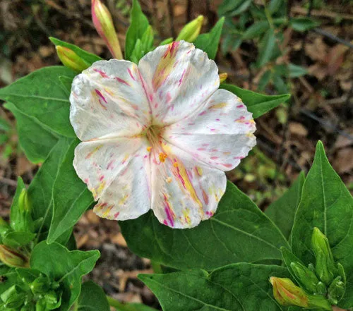 Mirabilis jalapa | Broken Colors | 10 Seeds