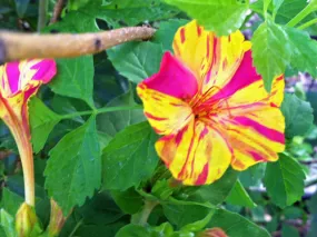 Mirabilis jalapa | Broken Colors | 10 Seeds