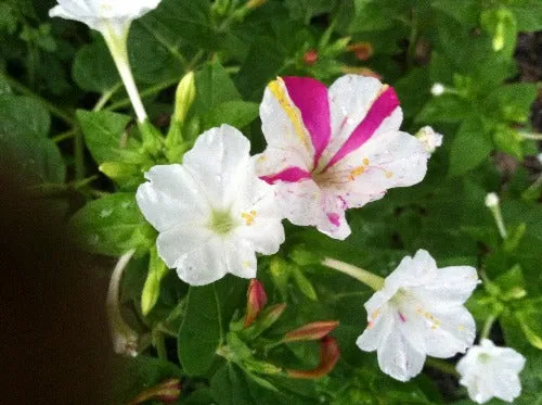 Mirabilis jalapa | Broken Colors | 10 Seeds