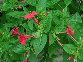 Mirabilis jalapa | Red Four O'clock | 10 Seeds