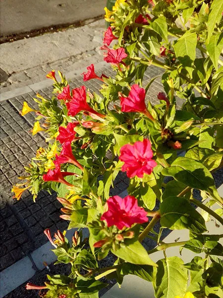 Mirabilis jalapa | Red Four O'clock | 10 Seeds
