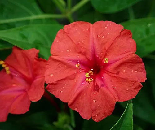 Mirabilis jalapa | Red Four O'clock | 10 Seeds