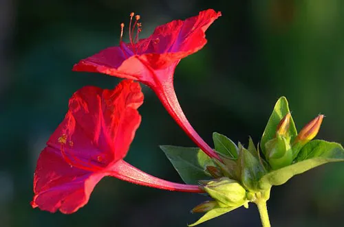 Mirabilis jalapa | Red Four O'clock | 10 Seeds