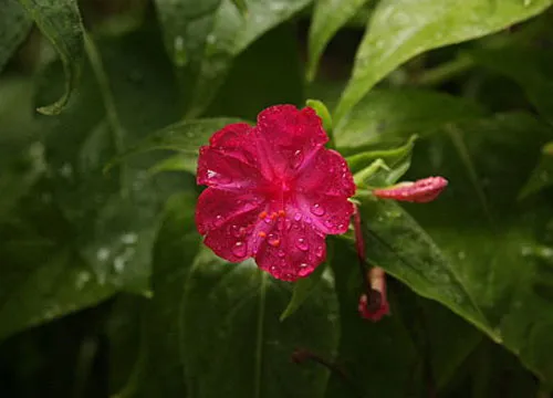 Mirabilis jalapa | Red Four O'clock | 10 Seeds