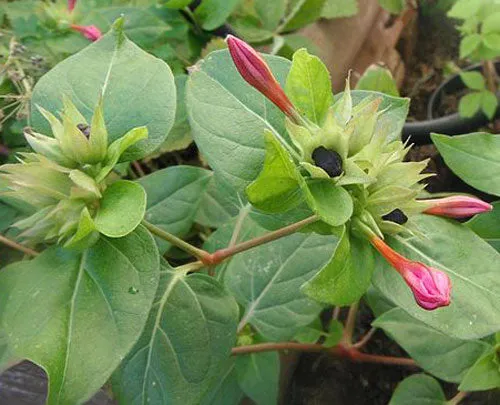 Mirabilis jalapa | Red Four O'clock | 10 Seeds